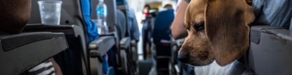 В Україні затвердили нові правила перевезення тварин у міжміських та міжнародних автобусах